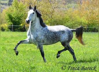 PRE Mix, Mare, 6 years, 16 hh, Gray