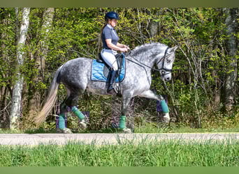 PRE Mix, Mare, 6 years, 16 hh, Grey