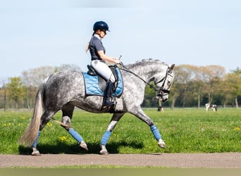PRE Mix, Mare, 6 years, 16 hh, Grey