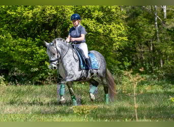 PRE Mix, Mare, 6 years, 16 hh, Grey