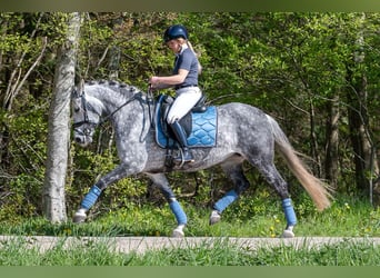 PRE Mix, Mare, 6 years, 16 hh, Grey