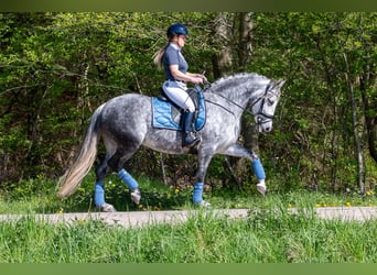 PRE Mix, Mare, 6 years, 16 hh, Grey