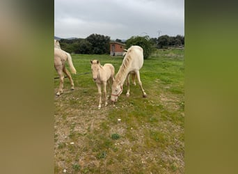 PRE Mix, Mare, 6 years, 16 hh, Perlino