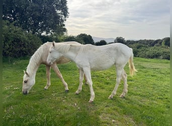 PRE Mix, Mare, 6 years, 16 hh, Perlino