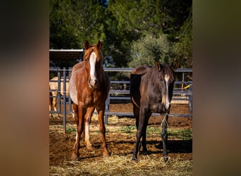 PRE, Mare, 6 years, 16 hh, Rabicano