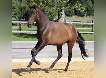PRE Mix, Mare, 6 years, 17 hh, Bay