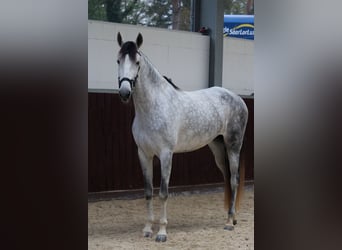 PRE Mix, Mare, 6 years, 17 hh, Grey