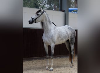 PRE Mix, Mare, 6 years, 17 hh, Grey
