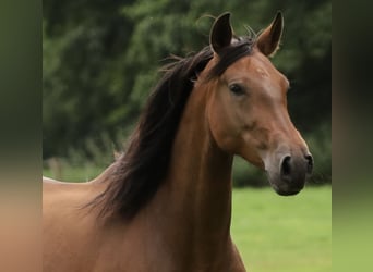 PRE, Mare, 6 years, Brown