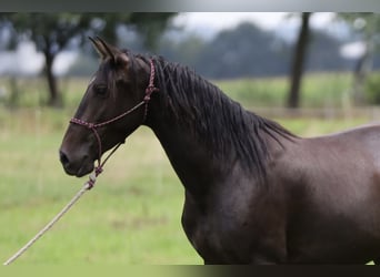 PRE, Mare, 6 years, Brown