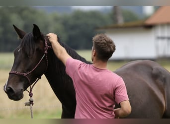 PRE, Mare, 6 years, Brown