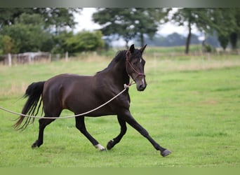 PRE, Mare, 6 years, Brown
