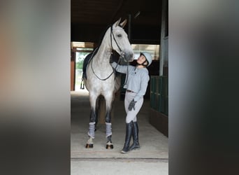 PRE Mix, Mare, 6 years
