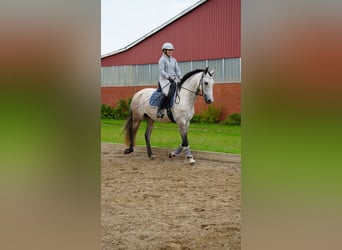 PRE Mix, Mare, 6 years
