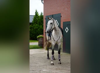 PRE Mix, Mare, 6 years