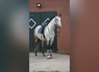PRE Mix, Mare, 6 years
