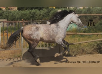 PRE Mix, Mare, 6 years, Gray