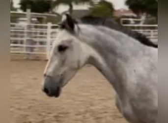 PRE Mix, Mare, 7 years, 15.1 hh