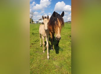 PRE Mix, Mare, 7 years, 15.1 hh, Dun