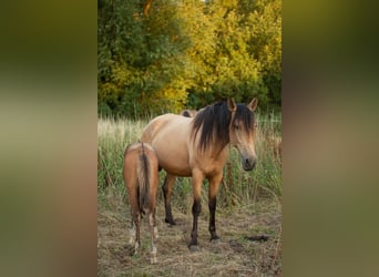 PRE Mix, Mare, 7 years, 15.1 hh, Dun