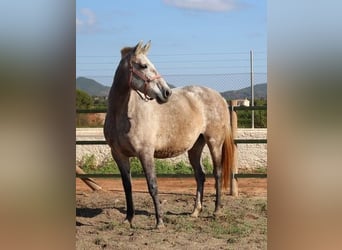 PRE Mix, Mare, 7 years, 15,1 hh, Gray