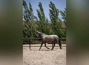 PRE Mix, Mare, 7 years, 15.1 hh, Gray