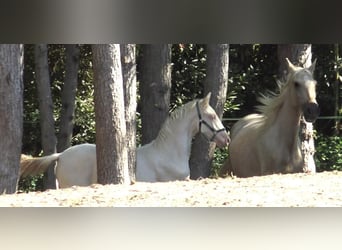 PRE, Mare, 7 years, 15.1 hh, Palomino