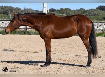 PRE, Mare, 7 years, 15.2 hh, Brown