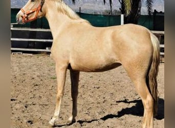 PRE Mix, Mare, 7 years, 15,2 hh, Overo-all-colors