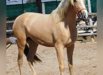 PRE Mix, Mare, 7 years, 15,2 hh, Overo-all-colors