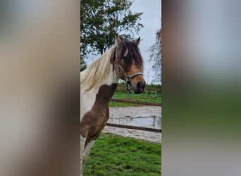 PRE Mix, Mare, 7 years, 15.2 hh, Overo-all-colors