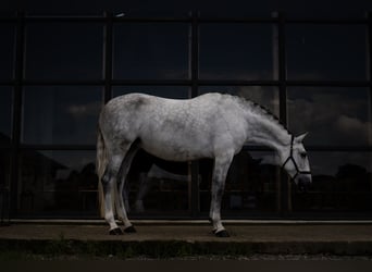 PRE Mix, Mare, 7 years, 15,3 hh, Gray