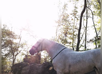 PRE Mix, Mare, 7 years, 15,3 hh, Gray