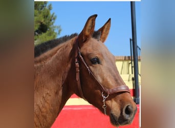 PRE, Mare, 7 years, 15 hh, Brown