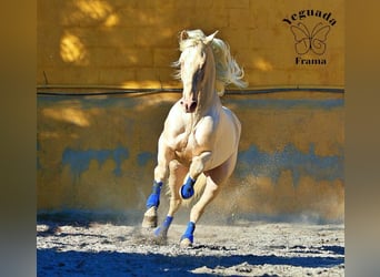 PRE, Mare, 7 years, 15 hh, Brown