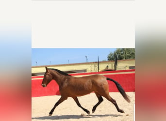 PRE, Mare, 7 years, 15 hh, Brown