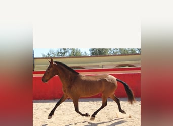 PRE, Mare, 7 years, 15 hh, Brown