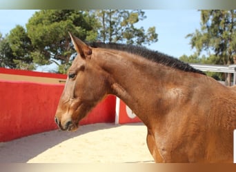 PRE, Mare, 7 years, 15 hh, Brown