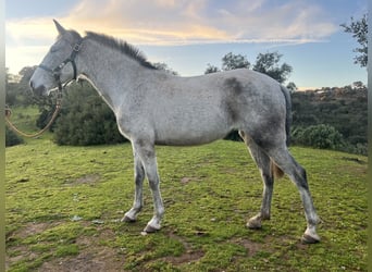 PRE Mix, Mare, 7 years, 15 hh, Grey