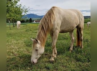 PRE, Mare, 7 years, 15,1 hh, Perlino
