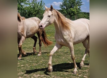 PRE, Mare, 7 years, 15,1 hh, Perlino