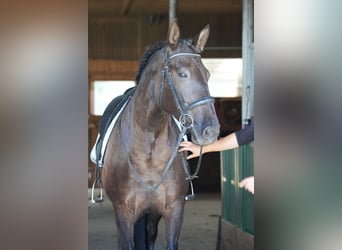 PRE, Mare, 7 years, 15,2 hh, Black