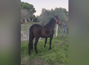 PRE Mix, Mare, 7 years, 15,2 hh, Black