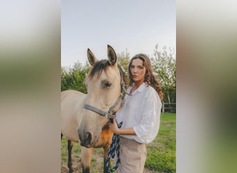 PRE Mix, Mare, 7 years, 15,2 hh, Champagne