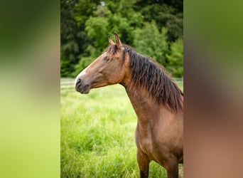 PRE Mix, Mare, 7 years, 15,2 hh, Dun