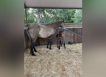 PRE, Mare, 7 years, 15,3 hh, Gray