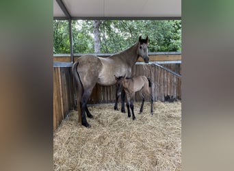 PRE, Mare, 7 years, 15,3 hh, Gray