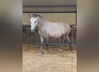 PRE, Mare, 7 years, 15,3 hh, Gray