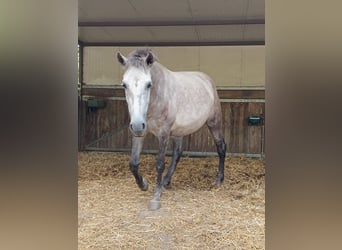 PRE, Mare, 7 years, 15,3 hh, Gray