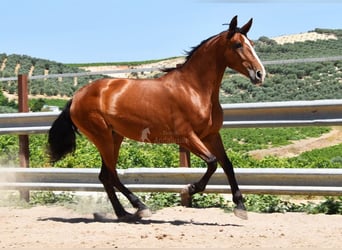 PRE, Mare, 7 years, 16.1 hh, Brown
